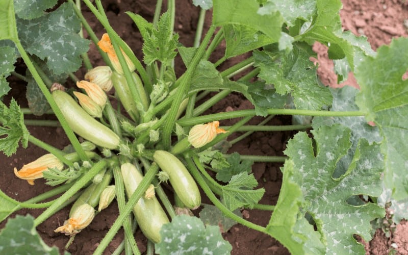 How to Grow Zucchini from Scraps