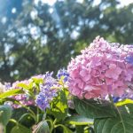 Is coffee grounds good for Hydrangeas