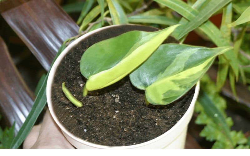 Philodendron Hederaceum Care
