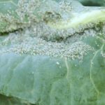 Sign of Aphids on Hibiscus Plants