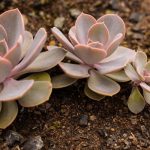 What Makes Coffee Grounds Good For Succulents