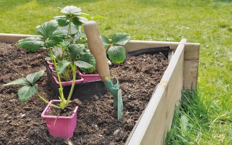 Do Strawberries Like Coffee Grounds? (Let's Find Out)