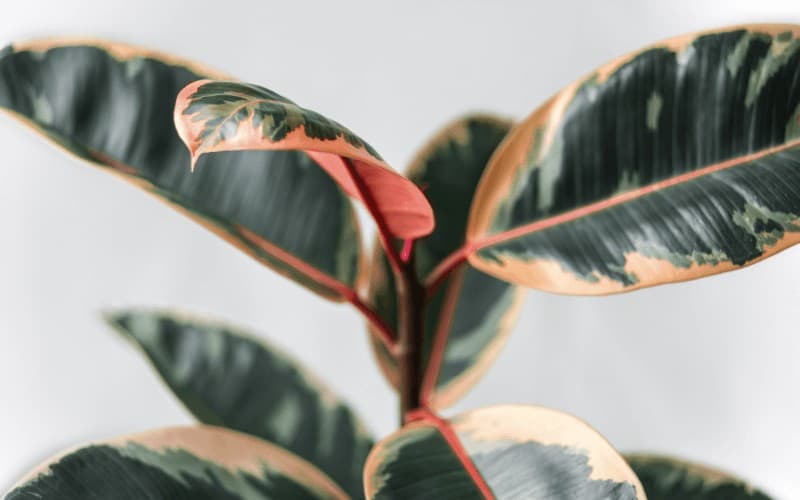 Will Rubber Tree Leaves Grow Back