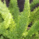 best time to prune asparagus ferns