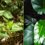 difference between brazil pothos and philodendron