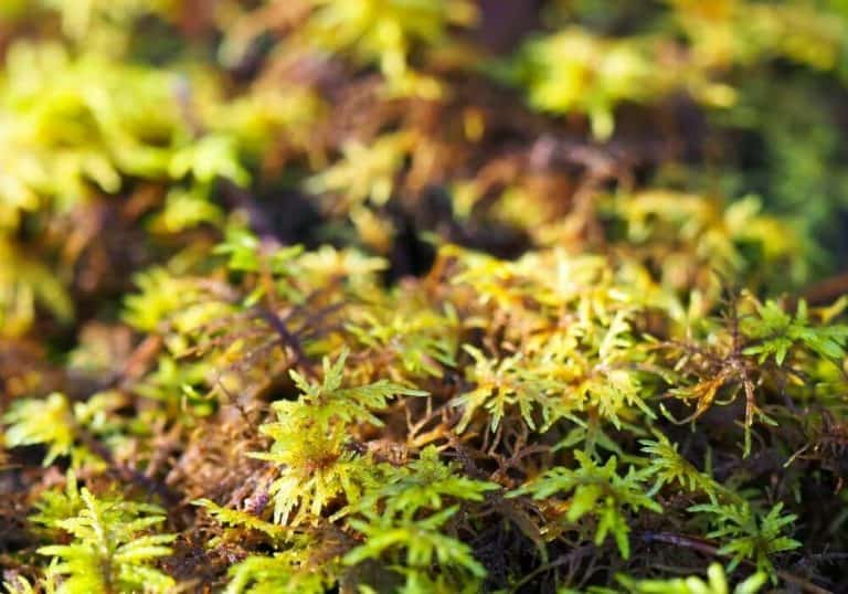 15 Popular Types Of Moss Plants (Scientific Names + Photos)