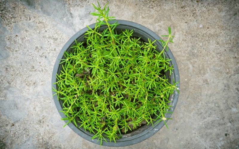 Are Coffee Grounds Good for Rosemary Plants