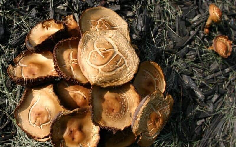 Can Mushrooms Grow in Mulch