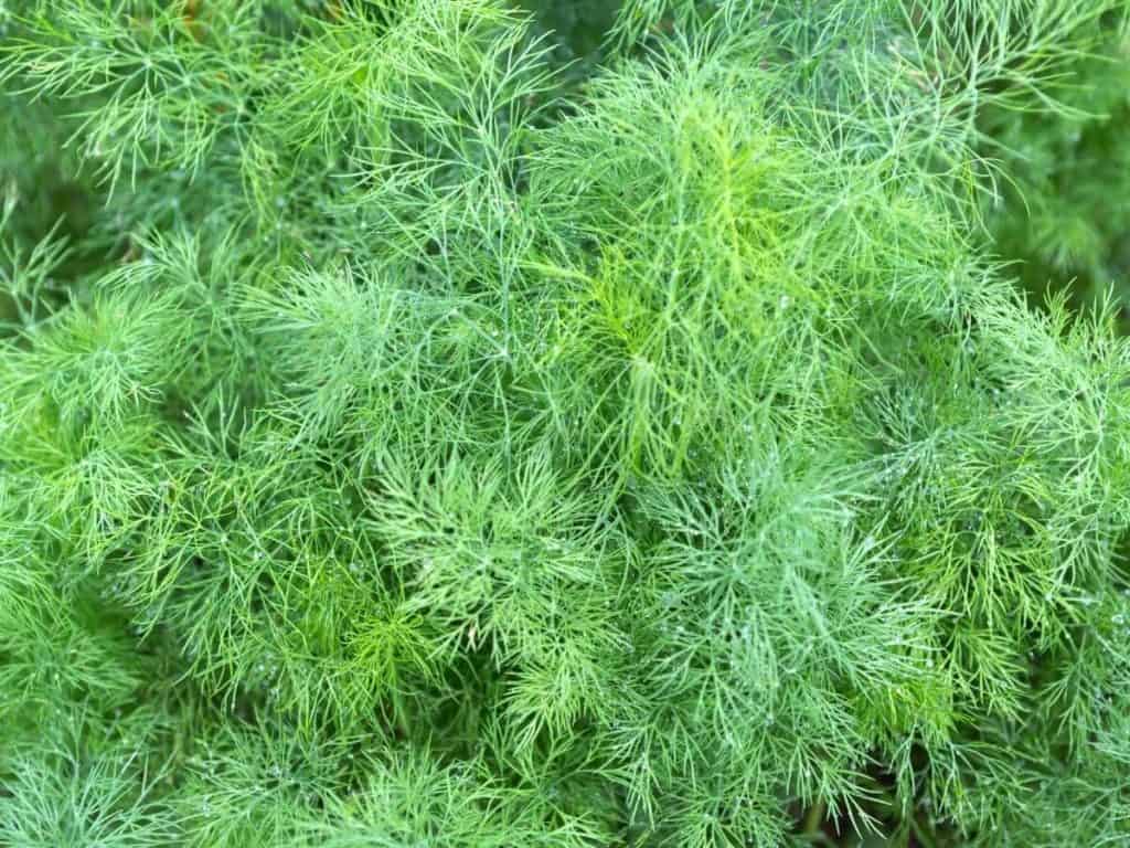 Can You Plant Dill From the Grocery Store