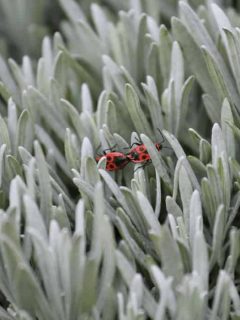 Common Bugs that Attack Succulents