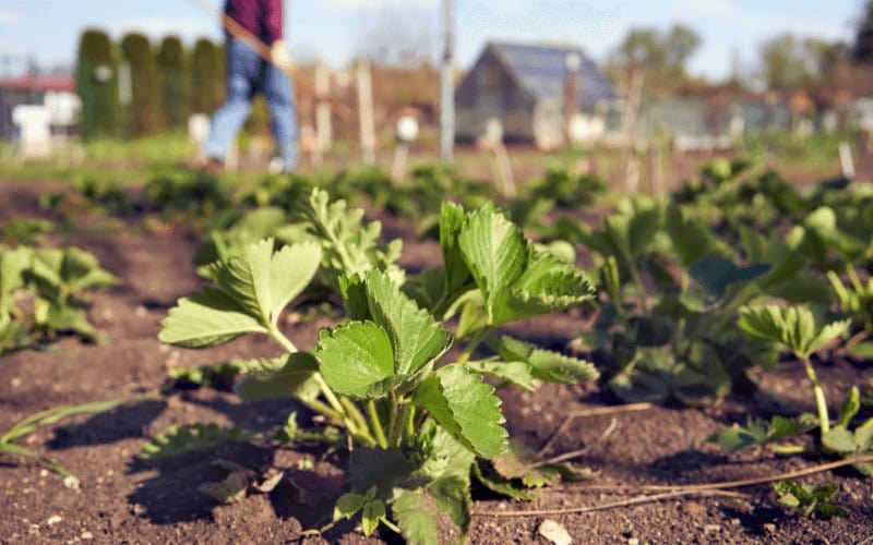 Do Strawberries Like Acidic Soil