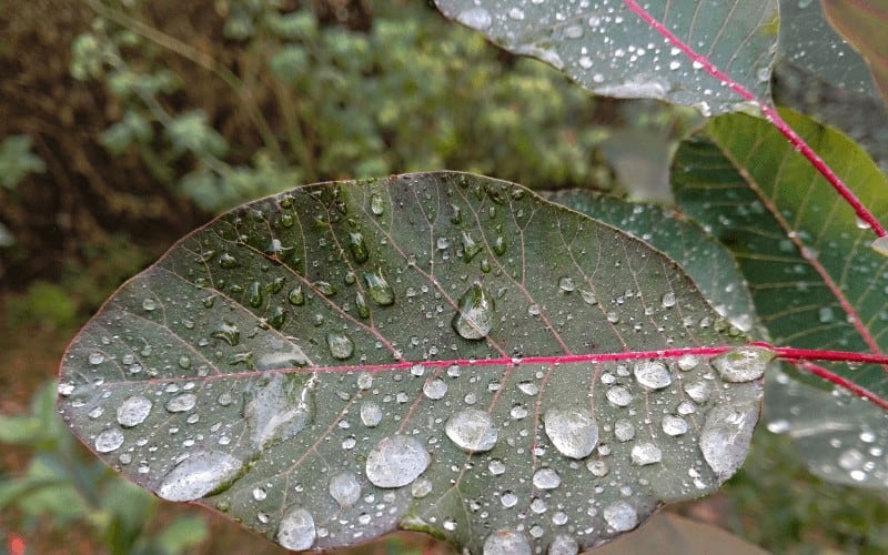 How Long Can You Store Rainwater for Plants