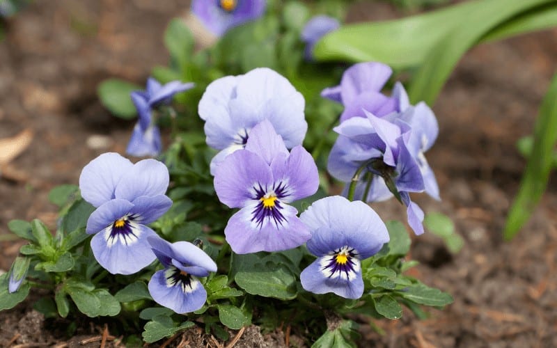 How Often Do You Water Violas