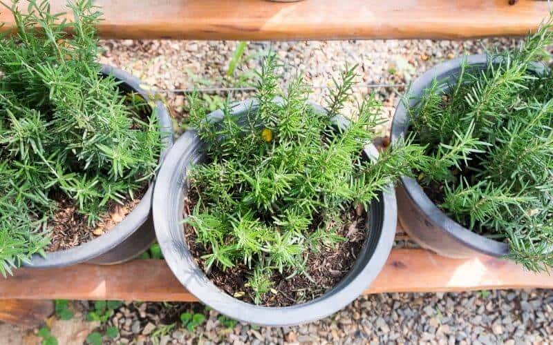 How Often Should I Water Potted Rosemary?