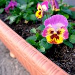 How Often to Water Newly Planted Violas