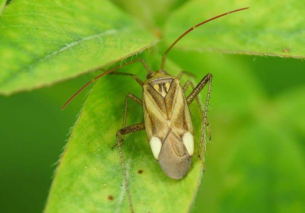 How To Get Rid Of Bugs On Mint Plants