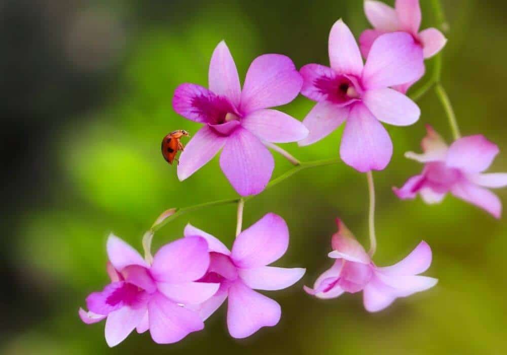How To Get Rid Of Bugs On Orchids
