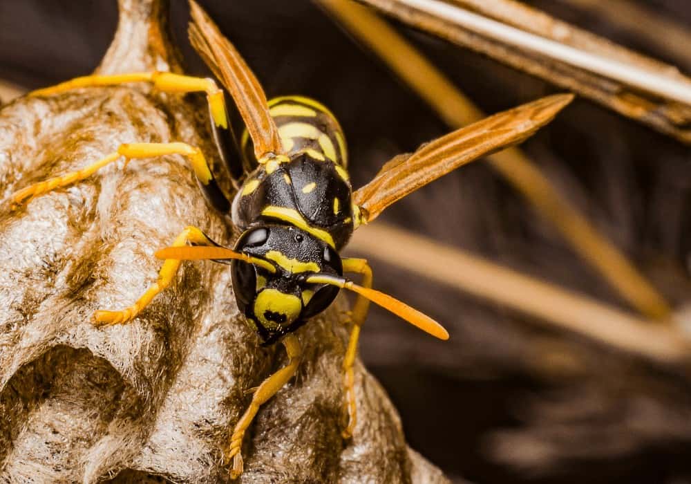 How To Get Rid Of Bugs On Succulents