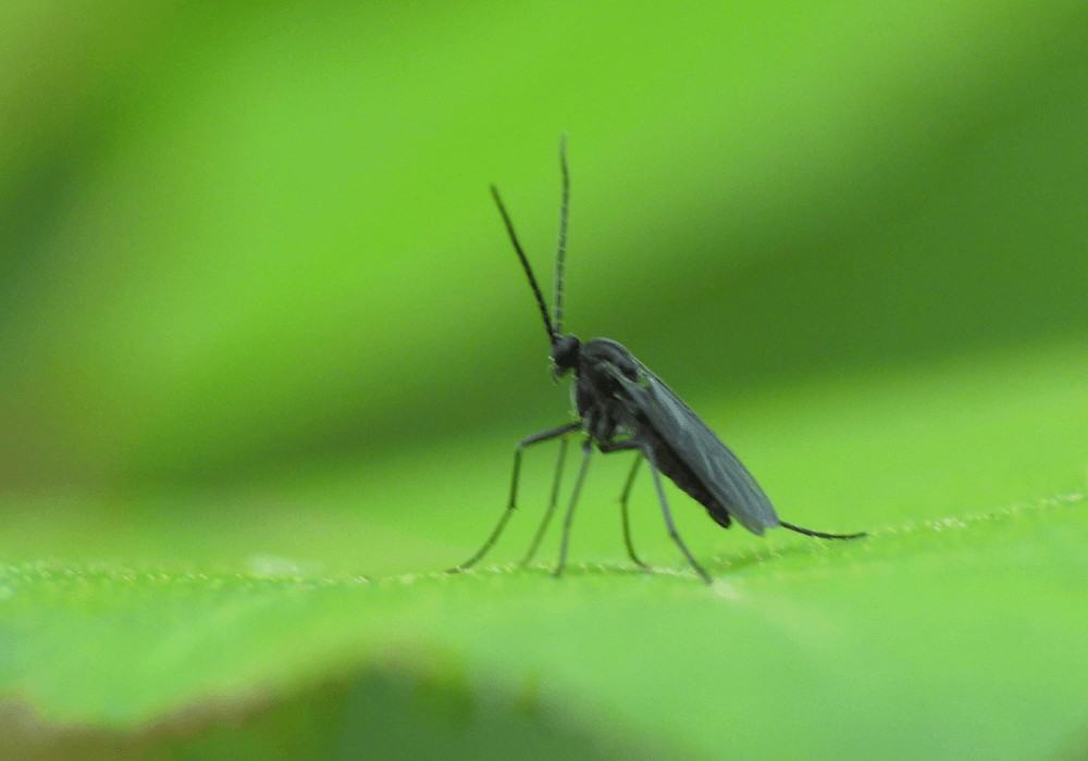 How To Get Rid Of Gnats In Pothos