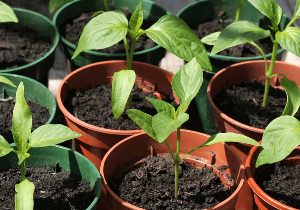 How To Grow Bell Peppers From Scraps