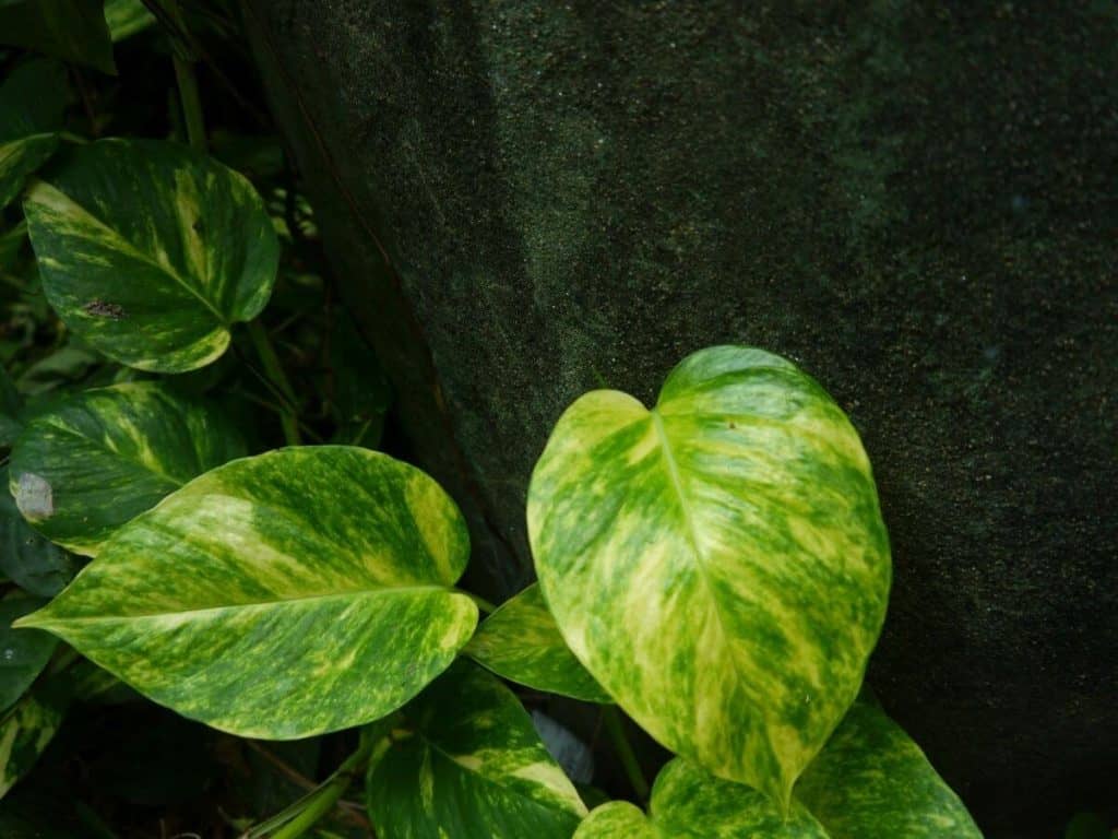 How to Save Overwatered Pothos