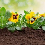 How to Treat Yellow Leaves On Pansy Plants