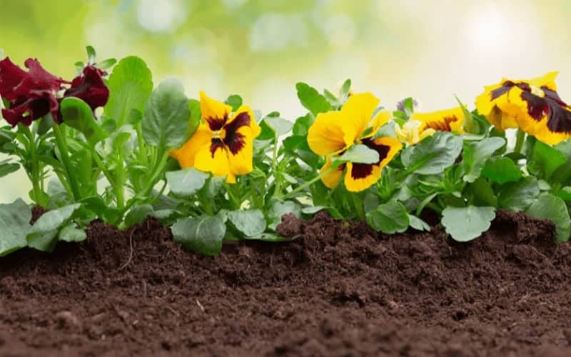 What Causes Pansy Leaves to Turn Yellow? (6 Main Causes)