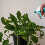 Signs of Overwatered Pothos