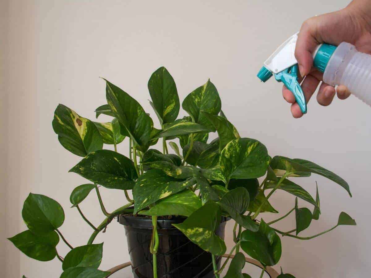 How to Save Overwatered Pothos (7 Proven Steps)