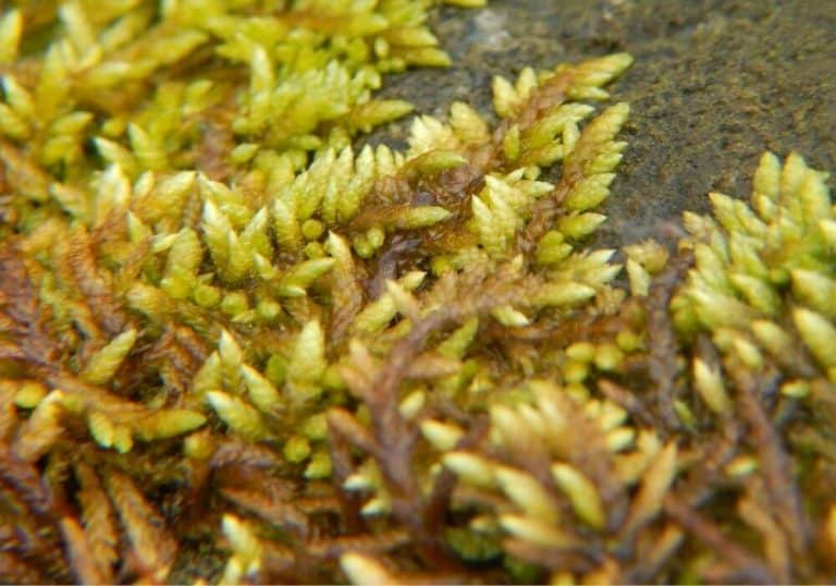 15 Popular Types Of Moss Plants (Scientific Names + Photos)