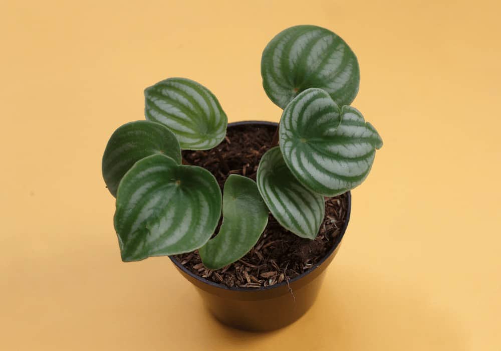 Types Of Peperomia