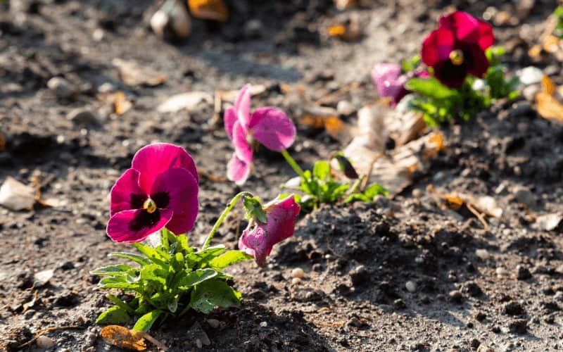 What Causes Pansy Leaves to Turn Yellow