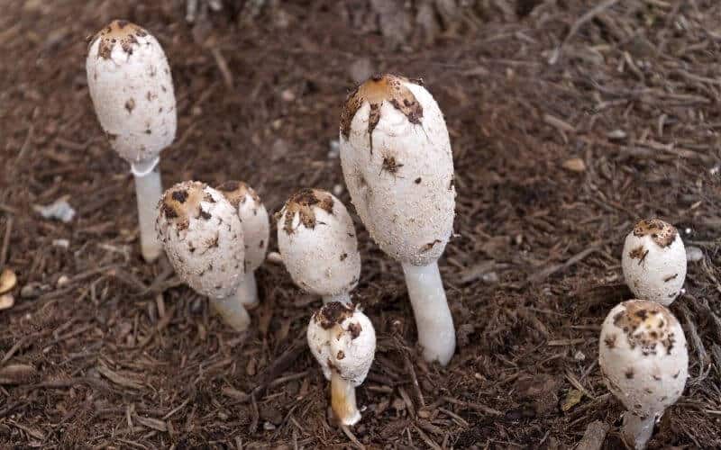 What Kind of Mushrooms Grow in Mulch