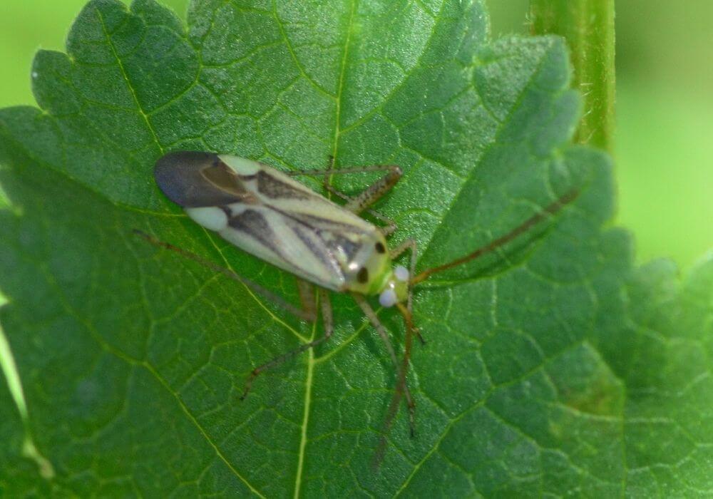 How To Get Rid Of Bugs In Plants Naturally