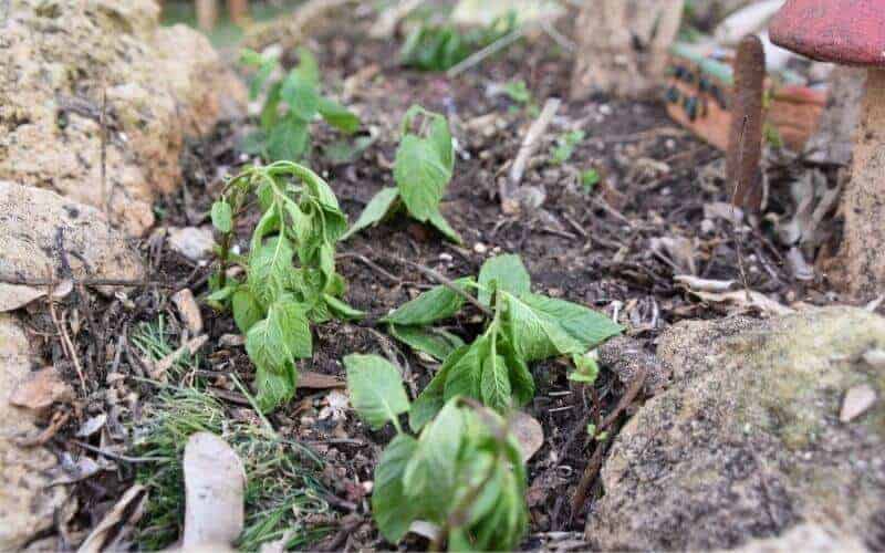 Why Are My Pansies Wilting? (How Can I Save Them?)