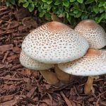 Why Mushrooms Grow in Mulch