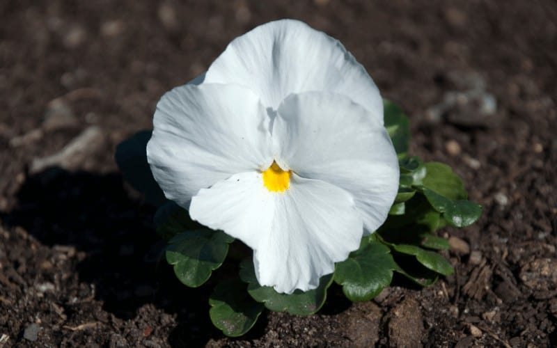 why pansy leaves is turning yellow