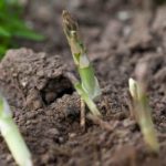 Can You Grow Asparagus from Cuttings