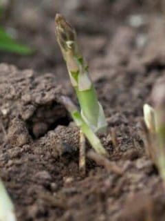 Can You Grow Asparagus from Cuttings