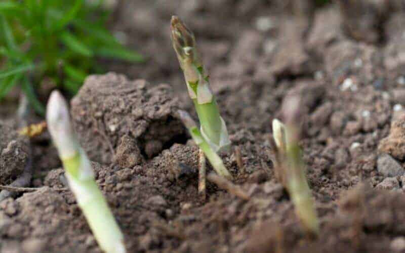 How to Grow Asparagus from Cuttings (7 Quick Steps)