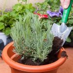Can You Grow Lavender from Cuttings