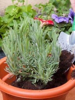 Can You Grow Lavender from Cuttings
