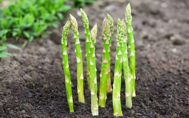 How to Grow Asparagus from Cuttings