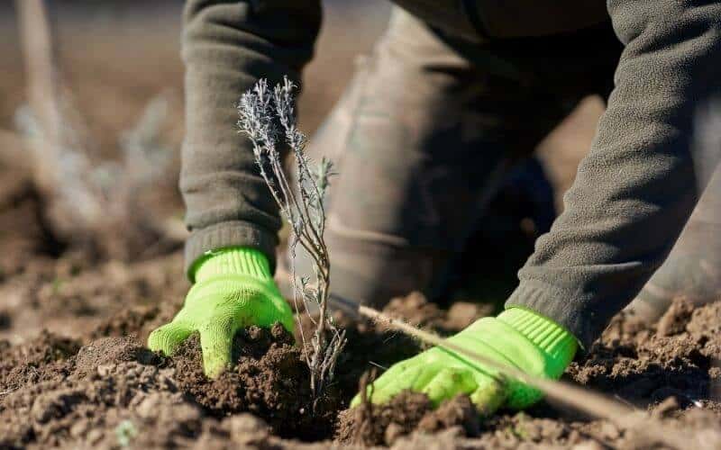 How to Grow Lavender from Cuttings