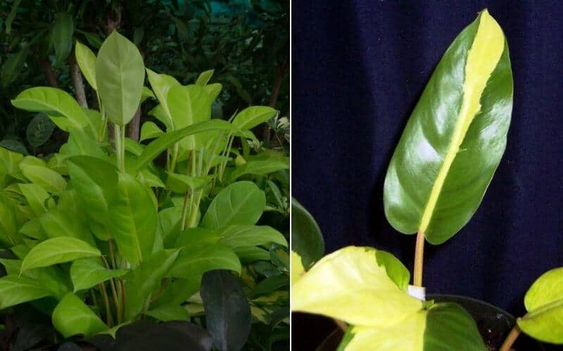 Philodendron Thai Sunrise Vs Golden Goddess