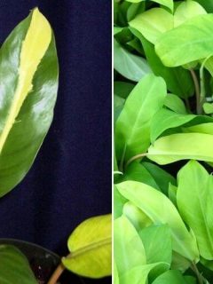 Similarities Between Philodendron Thai sunrises and Golden Goddess