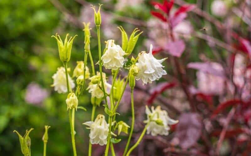 Why is My Columbine Plant Dying