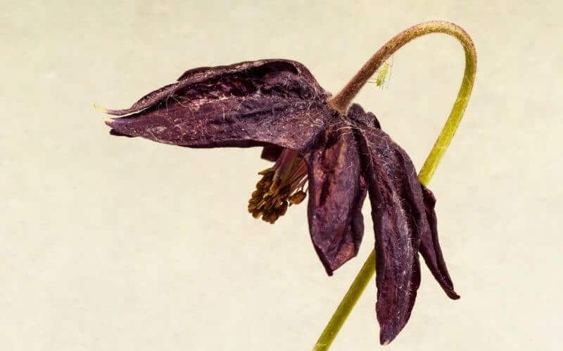 pests killing columbine plant