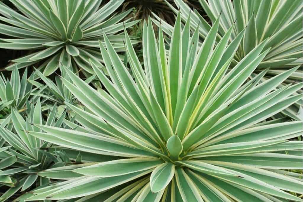 Top 13 Species Of Plants With Spiky Leaves Their Photos   Agaves 1024x683 