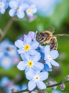 Are Forget-Me-Nots Bees Friendly